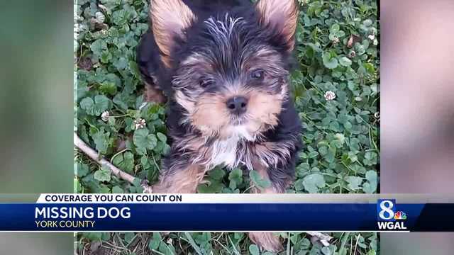 Woman pleads for help in finding her missing pet - Vimarsana News