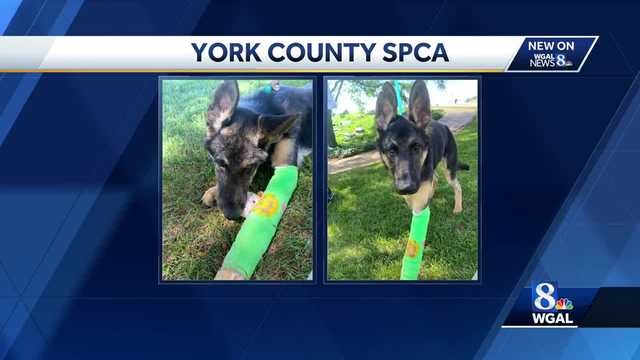 Update provided on Chance the dog - Vimarsana News