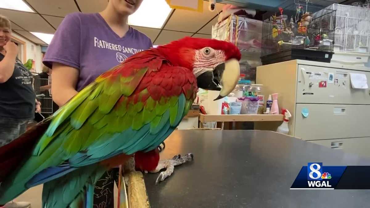 Susquehanna Valley bird rescue needs help