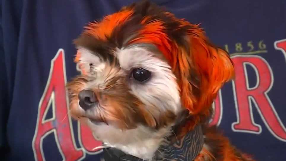 Auburn fan desperately searching for 'Jake the Tiger Dog'