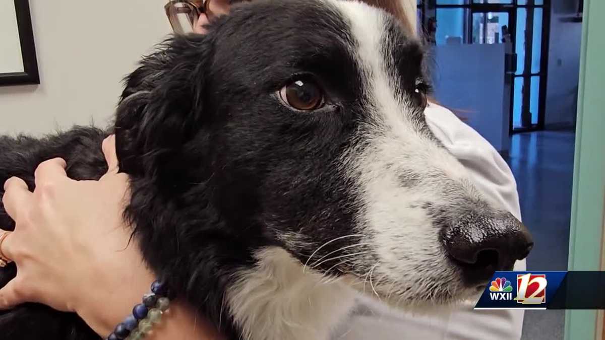 Triad veterinarians see dogs presenting with mystery dog illness symptoms