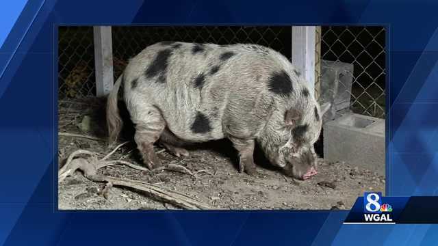 Owner of runaway pig in Adams County featured on The Kelly Clarkson Show - Vimarsana News