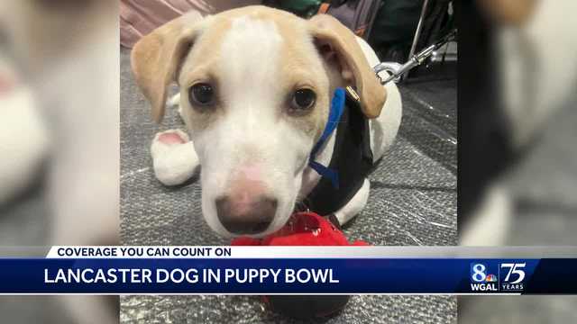 Lancaster County dog heading to the Puppy Bowl! - Vimarsana News