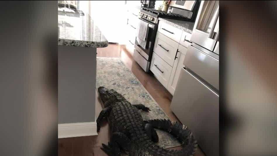 Florida woman walks in her kitchen and finds 8-foot alligator