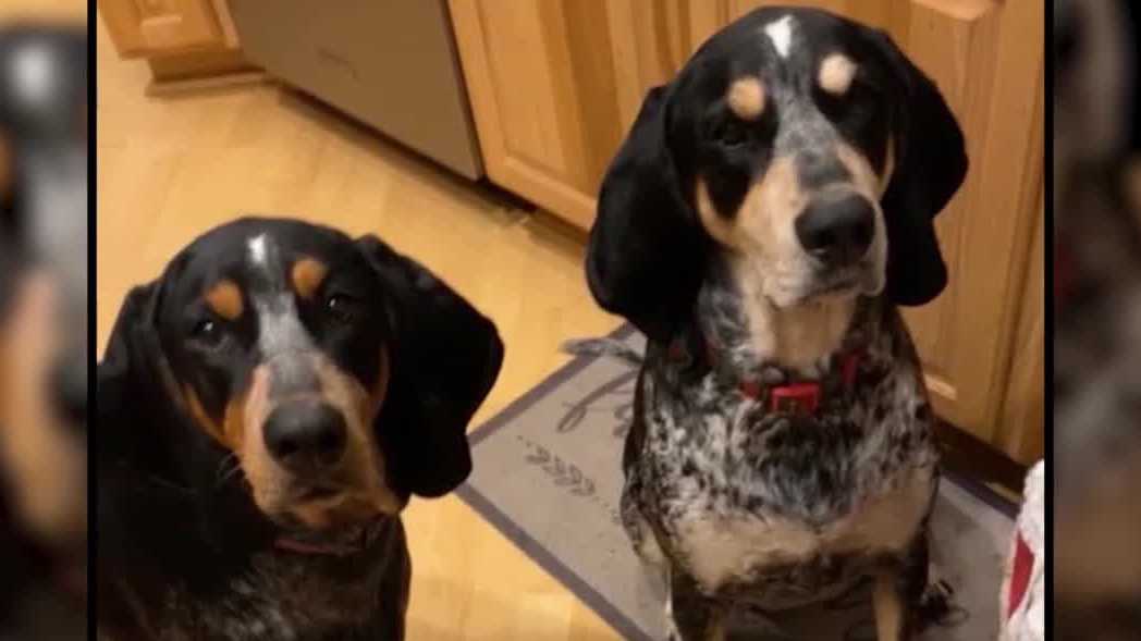 Florida dog owner warns of botulism danger after pet dies from eating iguana