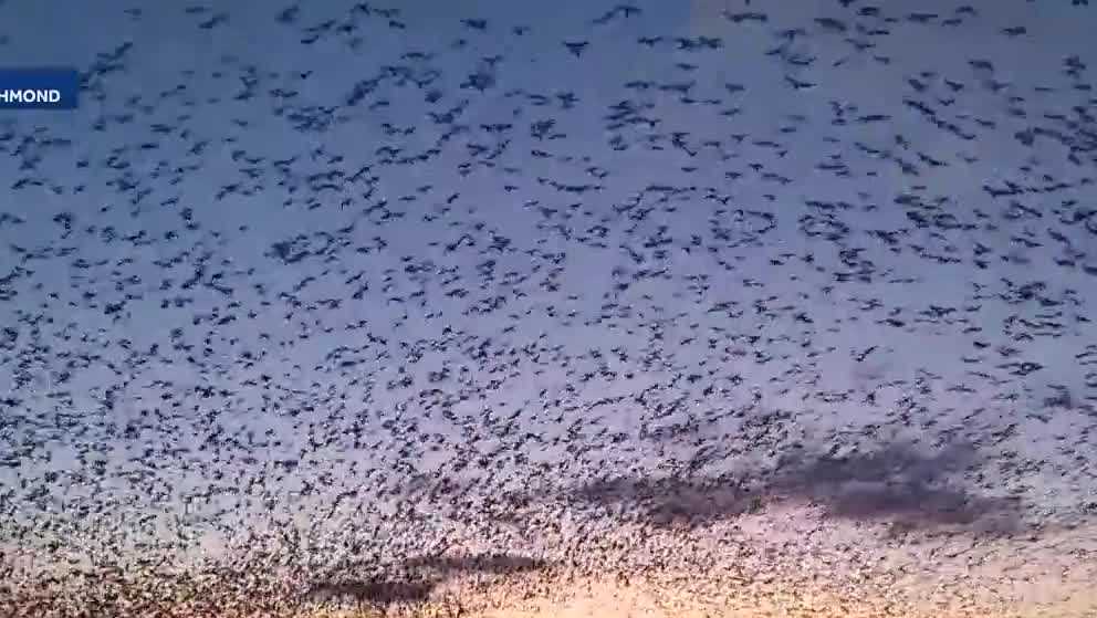 Around 60,000 snow geese arrive at Middle Creek Wildlife Management Area