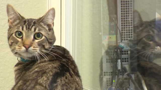 FieldHaven Feline Center successfully treats cat for feline infectious peritonitis - Vimarsana News