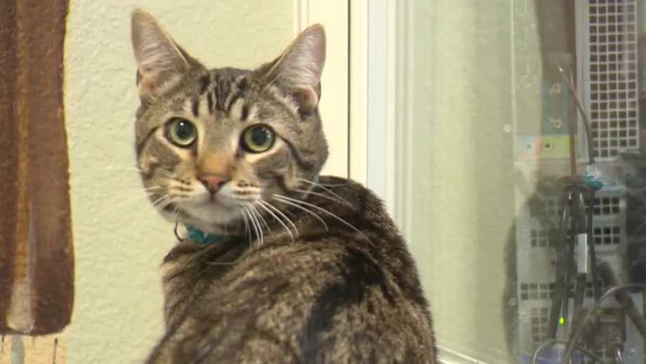 FieldHaven Feline Center successfully treats cat for feline infectious peritonitis