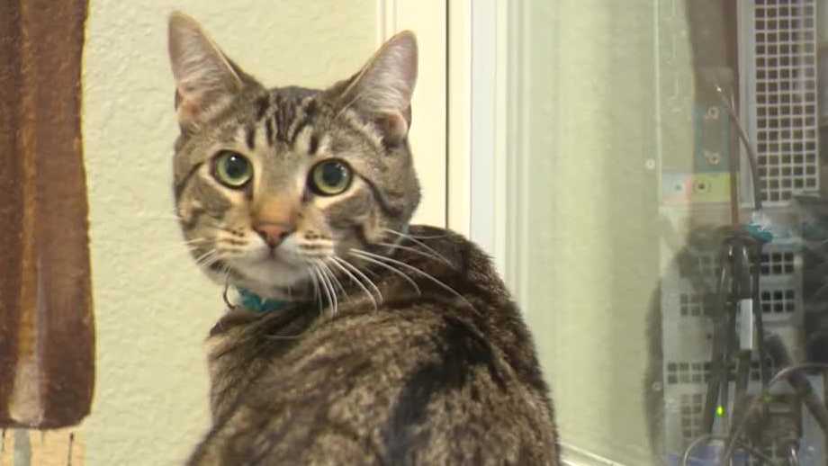 FieldHaven Feline Center successfully treats cat for feline infectious peritonitis FieldHaven Feline Center successfully treats cat for feline infectious peritonitis