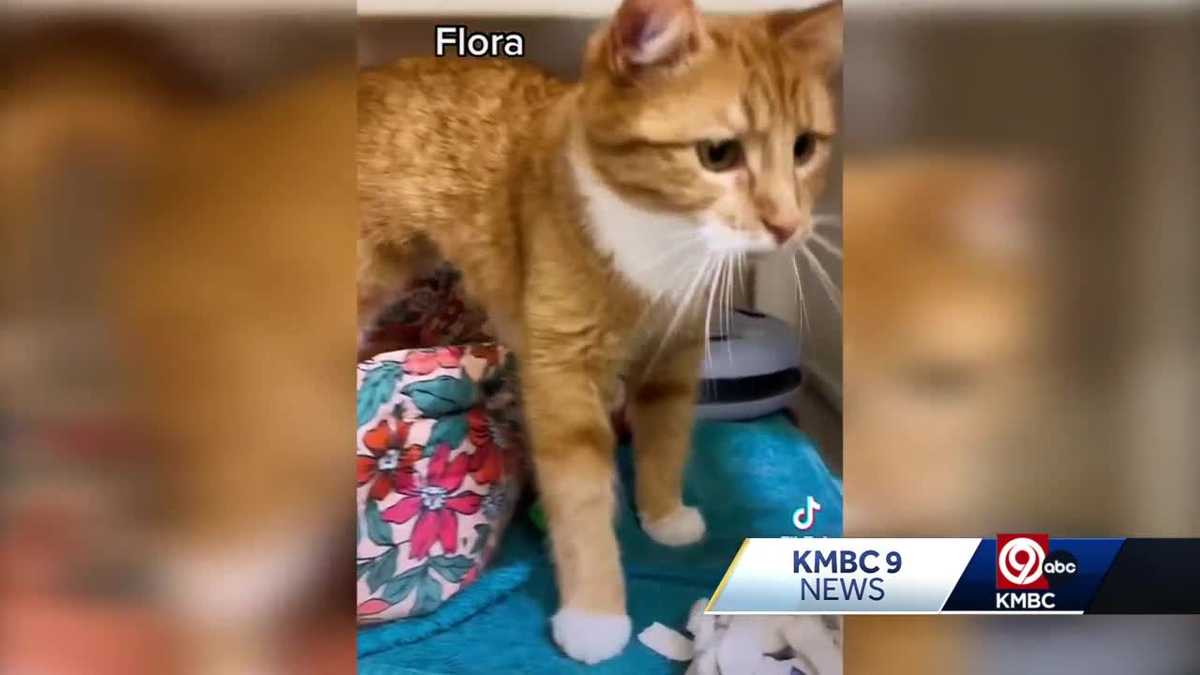 KC cats find homes after viral Tik Tok from animal shelter