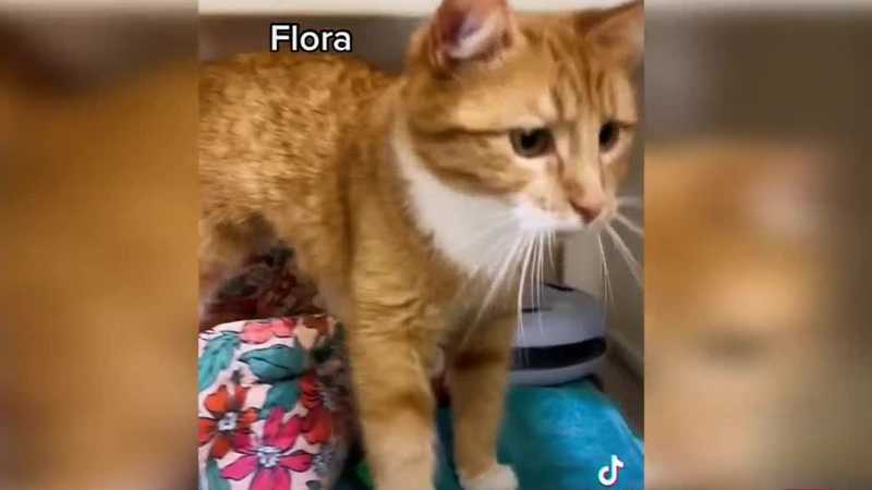 Cats find homes after viral Tik Tok from animal shelter - Vimarsana News
