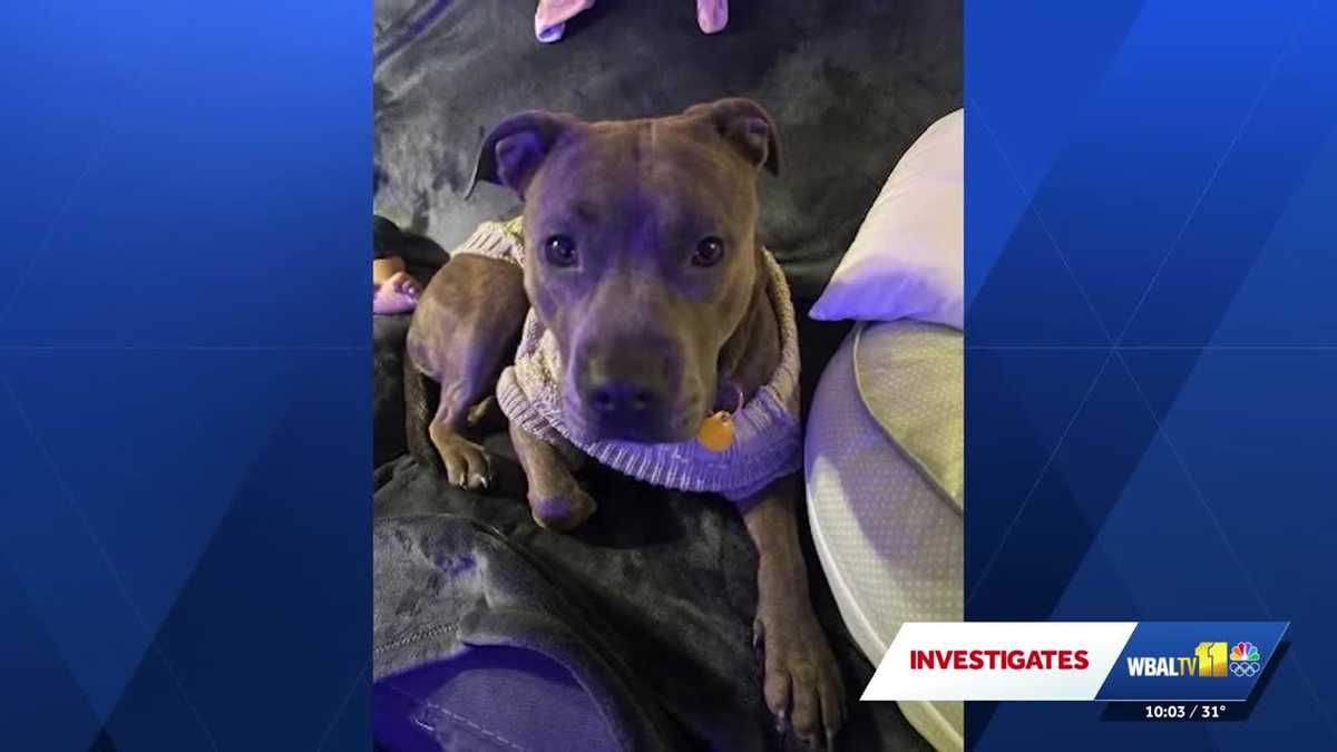 Woman's dog was under the care of dog trainer is missing