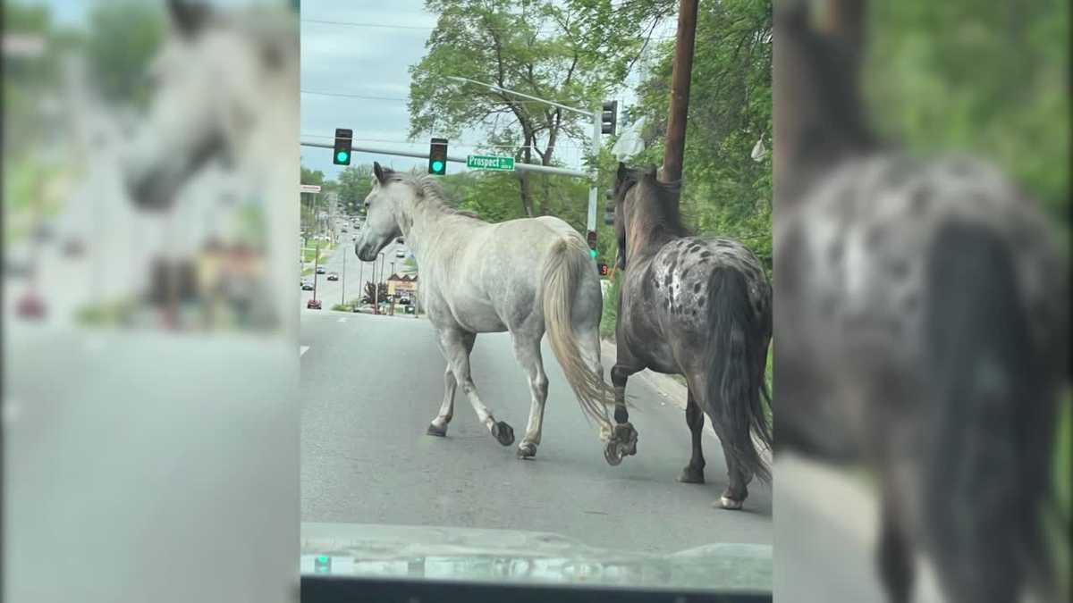 Horses found running free on busy Des Moines, Iowa street