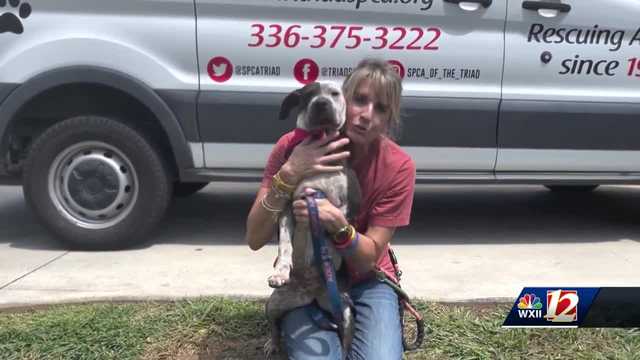 Noon Pet Of The Week: Bethany - Vimarsana News