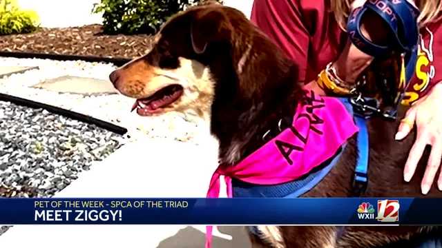 Noon Pet Of The Week: Ziggy - Vimarsana News