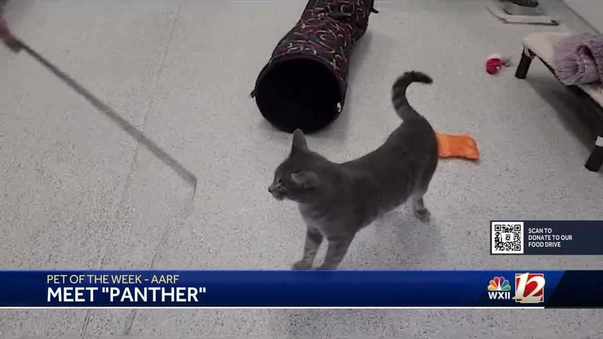 Noon Pets Of The Week: Panther, Hoodini & Copperfield