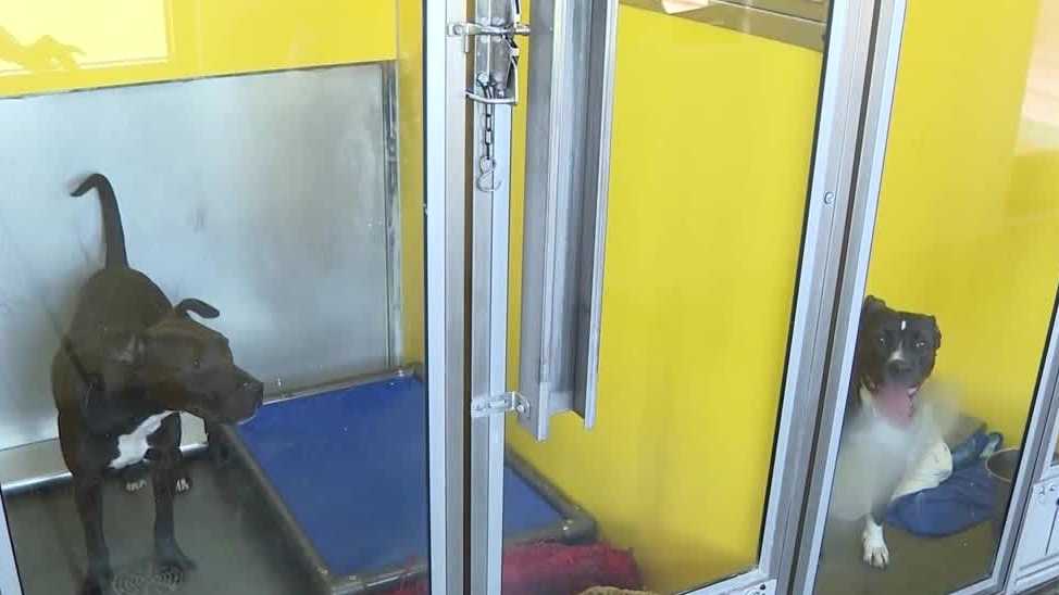 Independence pit bull ban being challenged by petitioners tonight