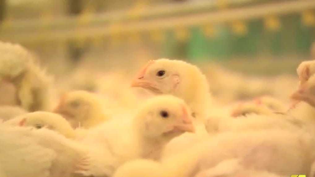 County sees second farm's flock test positive for bird flu