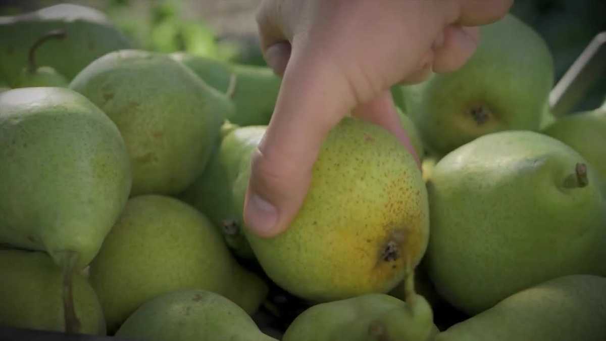 Imported pears from Argentina are causing problems for California farmers | California Politics 360
