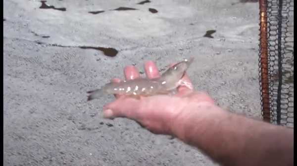 why a porta-potty owner sold the family business to start a shrimp farm