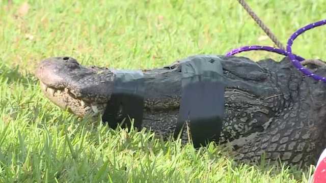 FWC Trapper details catching gator behind Monday's fatal attack - Vimarsana News