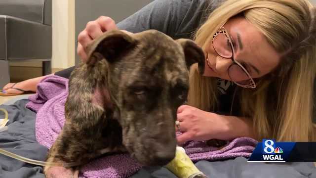 Abused and malnourished dog found in Berks County sparks animal abuse investigation - Vimarsana News