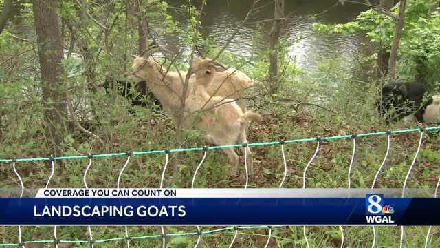 A group of goats being used to clear Chambersburg Rail Trail - Vimarsana News