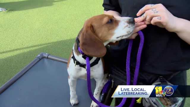 Training program helps dogs get second chance before shelter - Vimarsana News