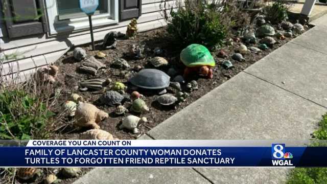 Lancaster County woman's turtle collection donated to reptile sanctuary - Vimarsana News