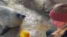 Reggae the harbor seal
