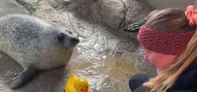 Reggae the harbor seal
