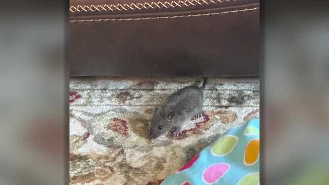 A renter in a second Portland Housing Authority building is dealing with mold and rats too - Vimarsana News