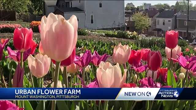 A backyard business is bursting with flowers in the middle of a Pittsburgh neighborhood - Vimarsana News