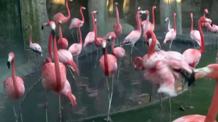 Sacramento Zoo to conduct annual “flamingo roundup” for Caribbean flamingo flock