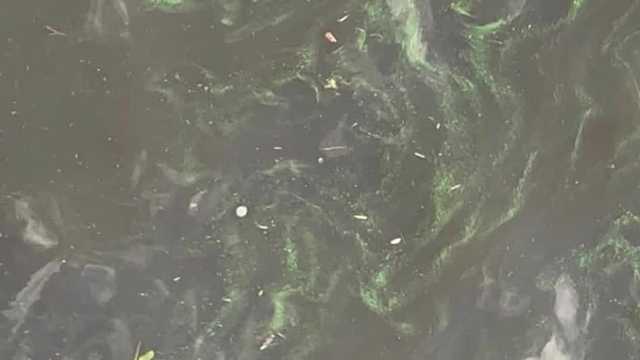 Toxic blue-green algae found in Florida during winter - Vimarsana News