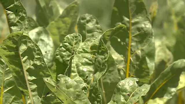 Alabama couple growing legacy with urban farm - Vimarsana News