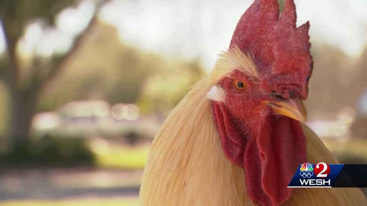 Pet rooster stolen from Oviedo store