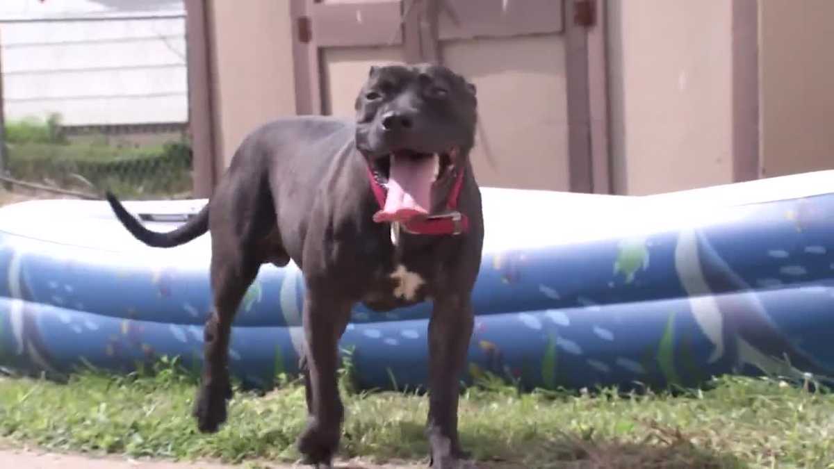 10 Iowa families told to get rid of dogs because of pit bull ban