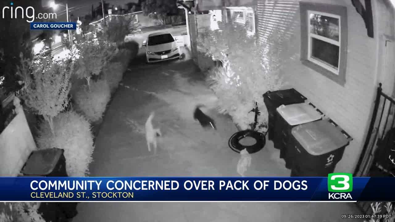 Stockton woman's cat killed by pack of aggressive dogs - KCRA