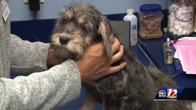 Over 40 dogs rescued from hoarding situation in Davidson County - Vimarsana News