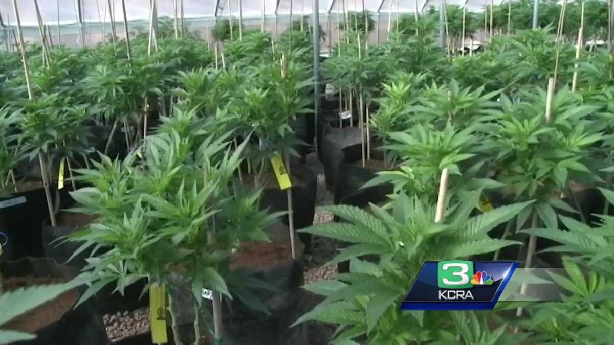 Sacramento potgrow permits cost thousands of dollars