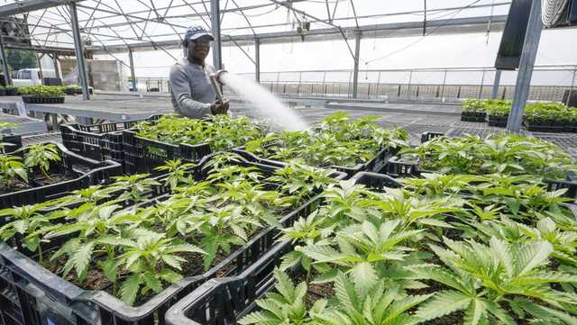 Judge halts pot dispensary licenses in parts of New York - Vimarsana News