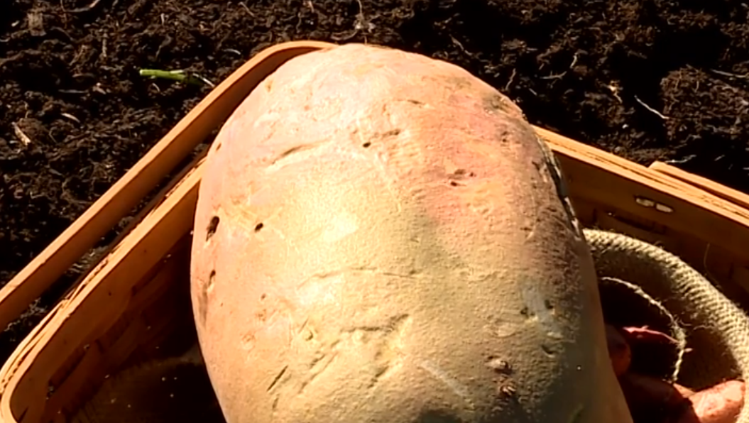 You say 'potato,' one school says 'record breaker.'