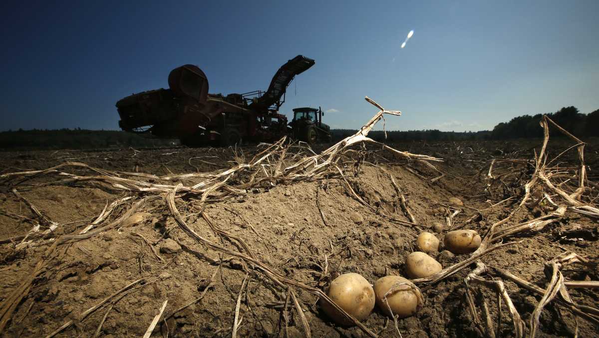 Maine researchers try producing potato resistant to climate change