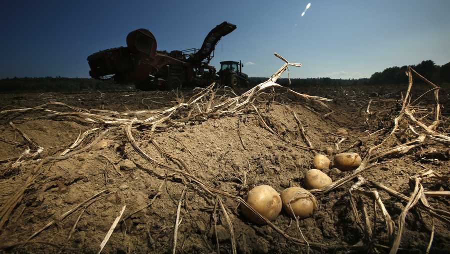 FILE — Potatoes await harvesting at Green Thumb Farms, Sept. 27, 2017, in Fryeburg, Maine. University of Maine researchers are trying to produce potatoes that can better withstand warming temperatures as the climate changes. (AP Photo/Robert F. Bukaty, File)