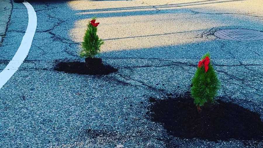 Christmas Trees placed in potholes