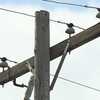 Carroll Electric asks customers to reduce energy use