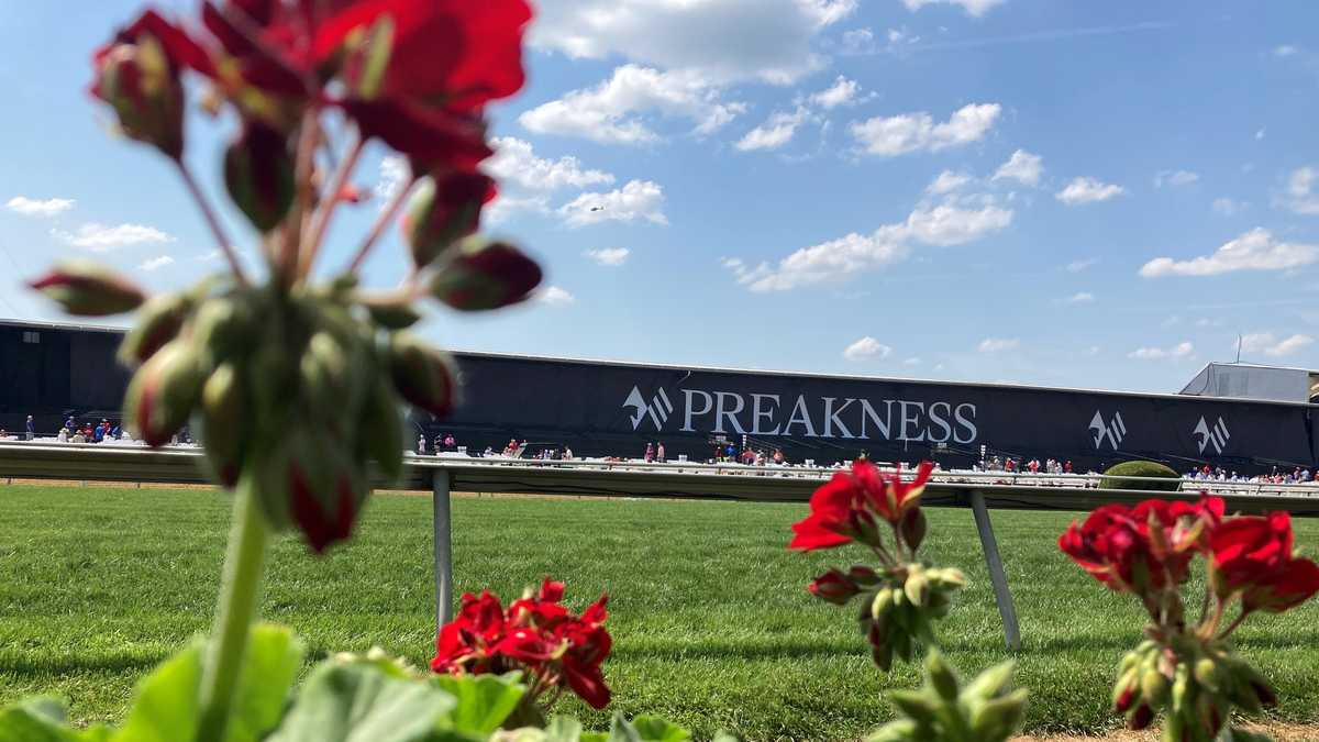 147th Preakness, the week in photos
