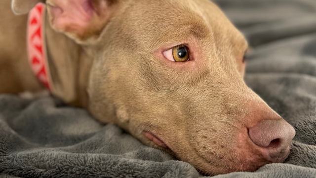 Dog found abandoned in garage still at Ohio shelter after 162 days Dog found abandoned in garage still at Ohio shelter after 162 days