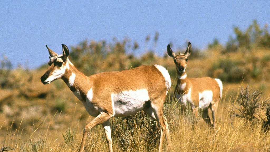 New Mexico man gets probation for harassing wildlife